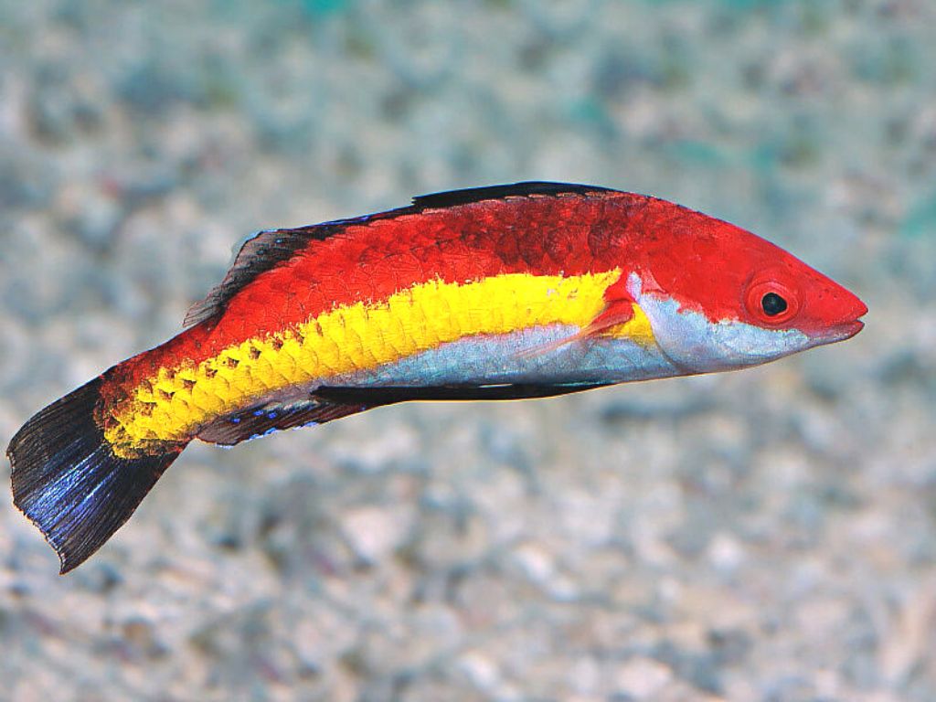 Naoko's Fairy Wrasse: Male