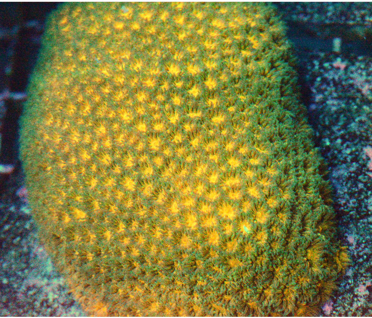 Orange & Green Leptastrea - Frag