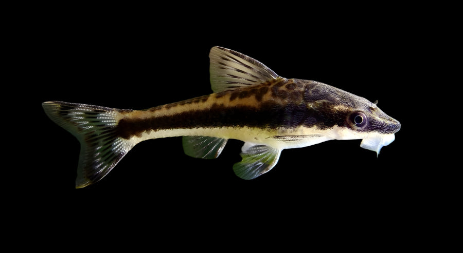 Otocinclus Catfish