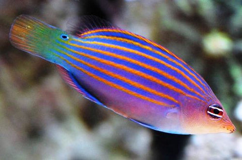 Six Line Wrasse