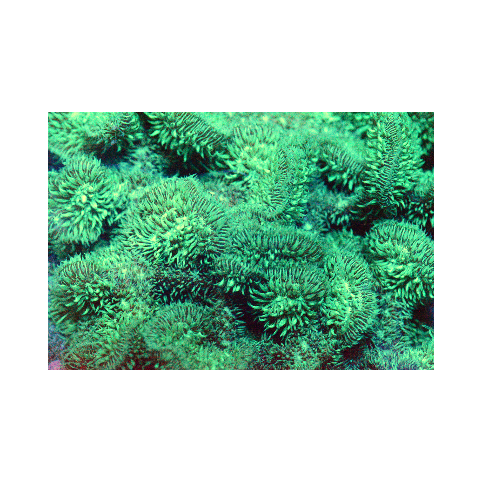 Neon Green Pavona - Frag