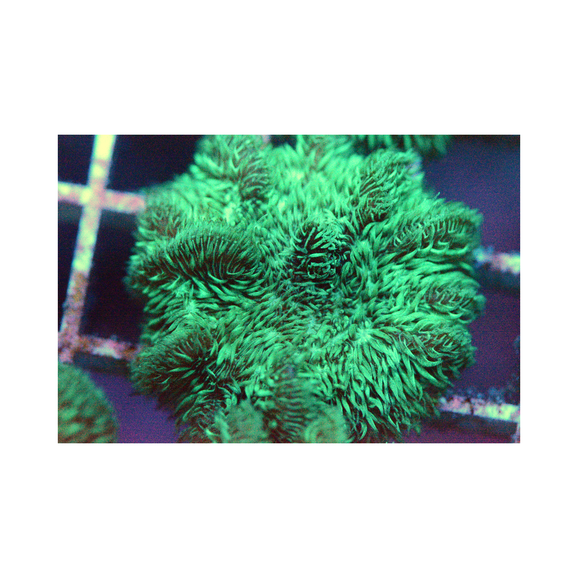 Neon Green Pavona - Frag