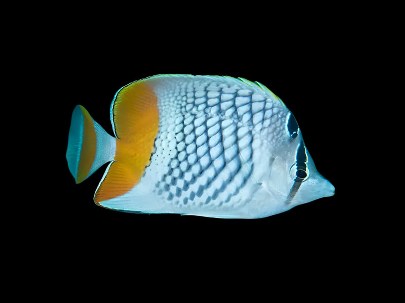 Pearlscale Butterfly