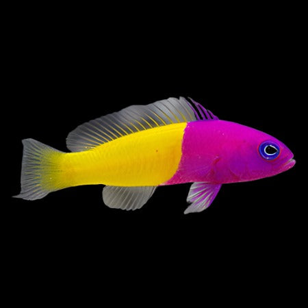 BiColor Dottyback