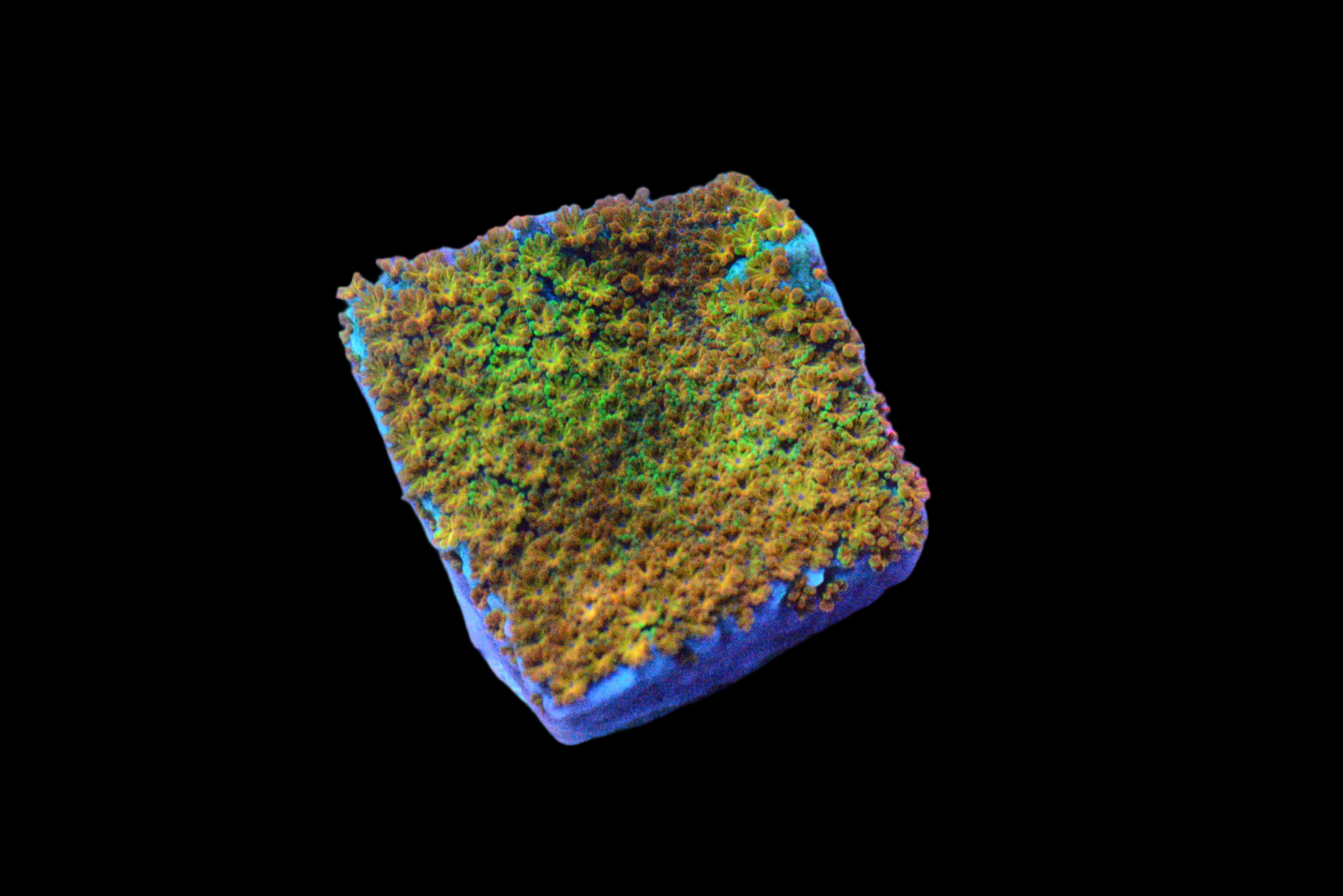 Rainbow Montipora Coral - WYSIWYG!