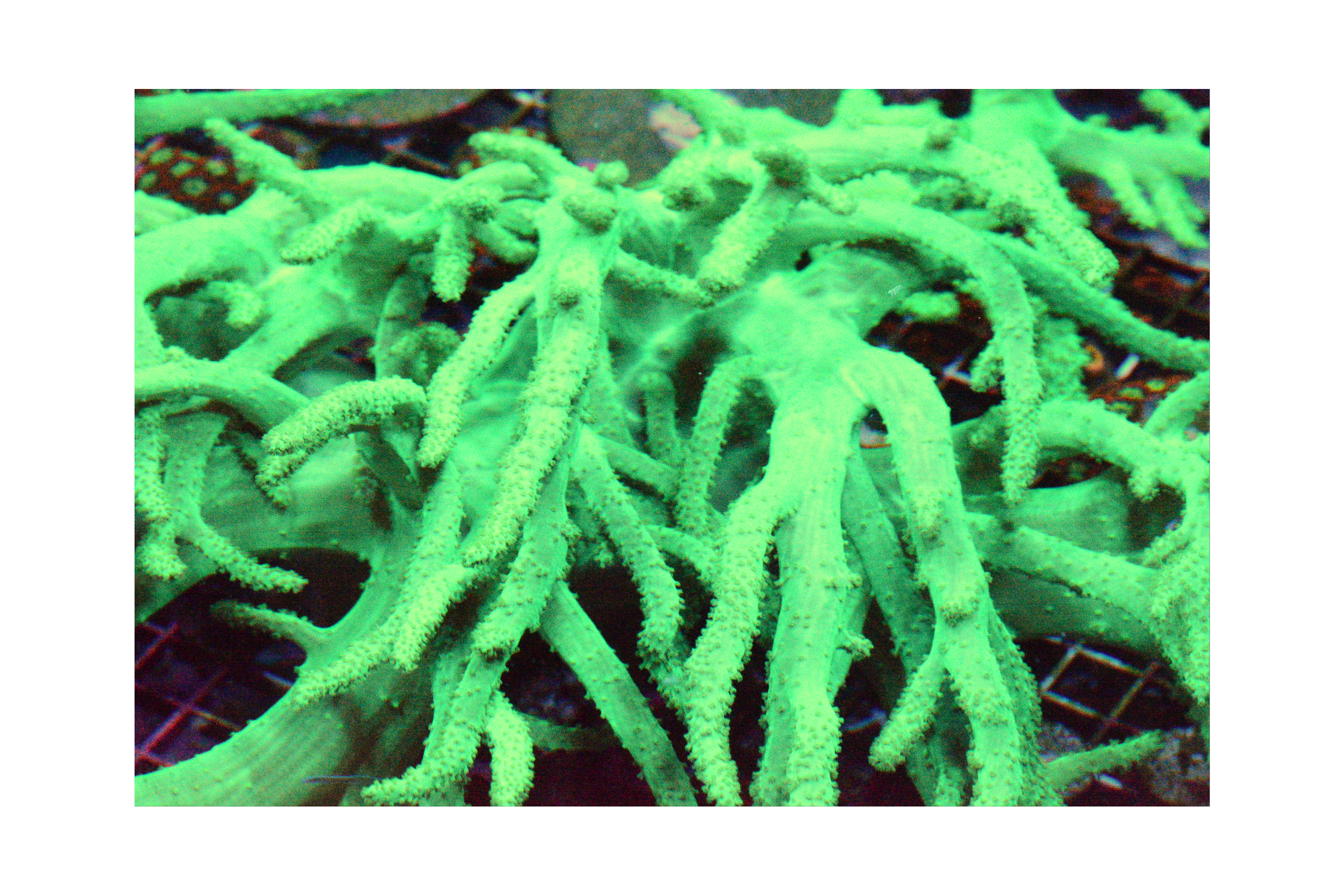 Rasta Sinularia Frag