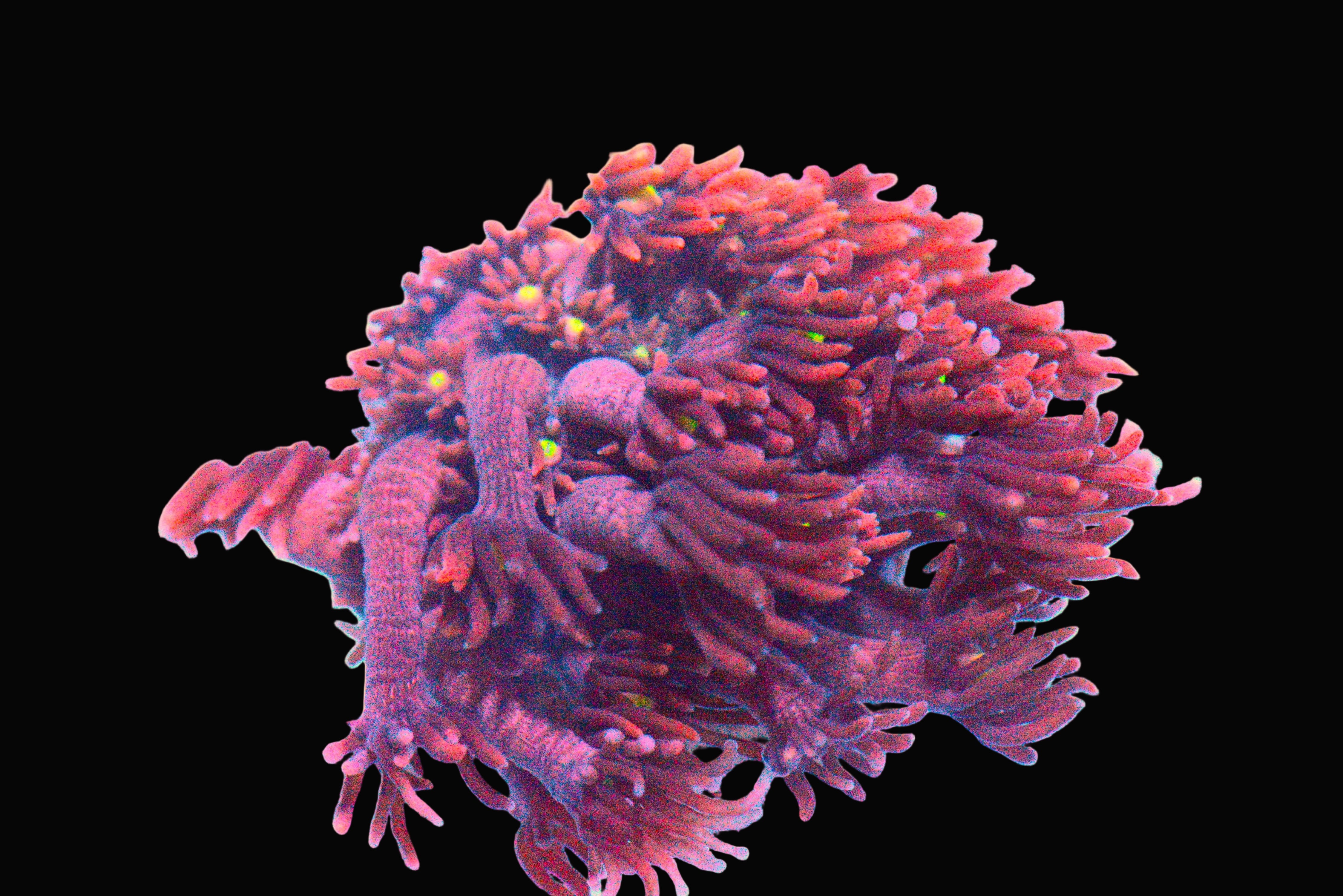 Ultra Red Goniopora Coral - WYSIWYG!