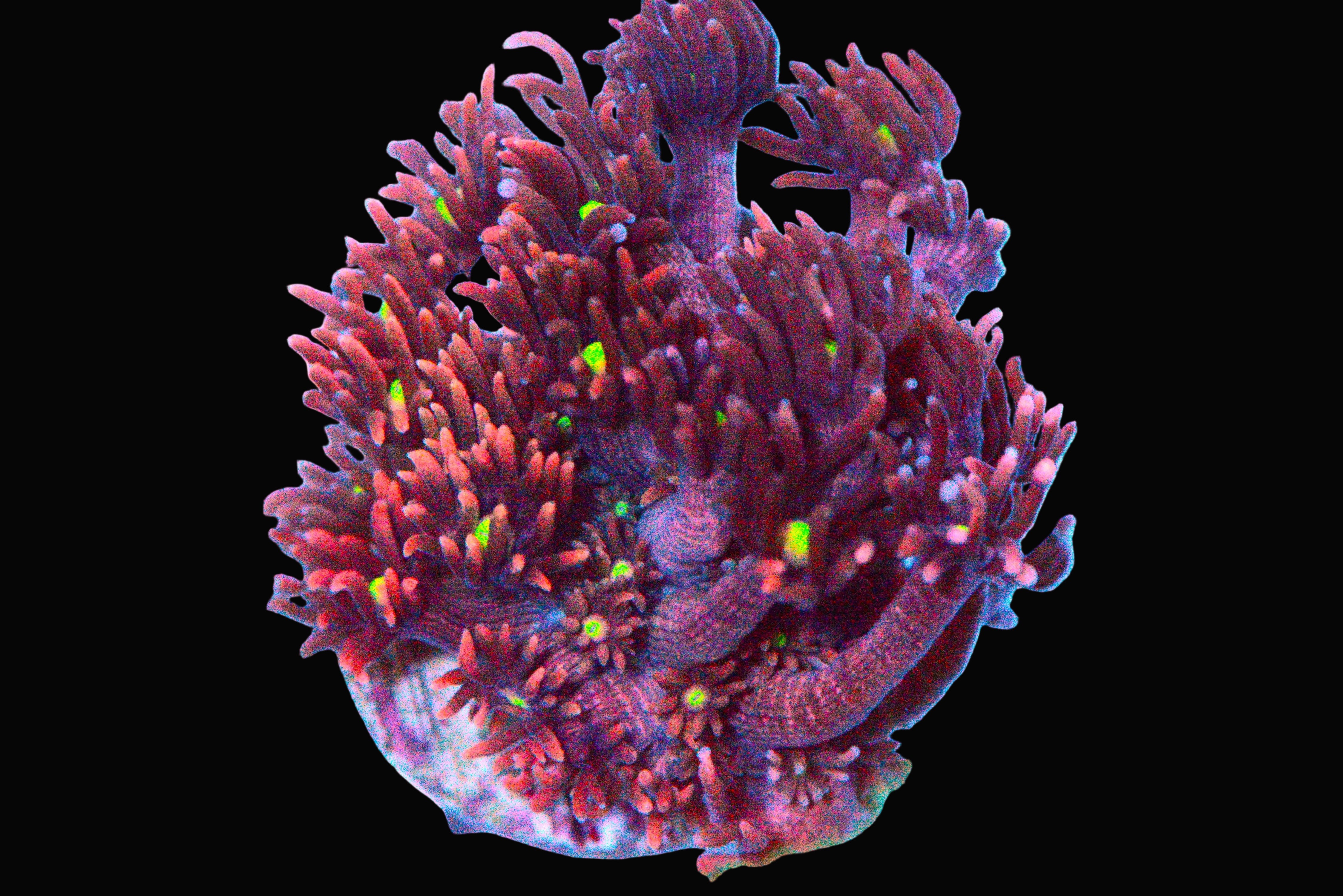 Ultra Red Goniopora Coral - WYSIWYG!