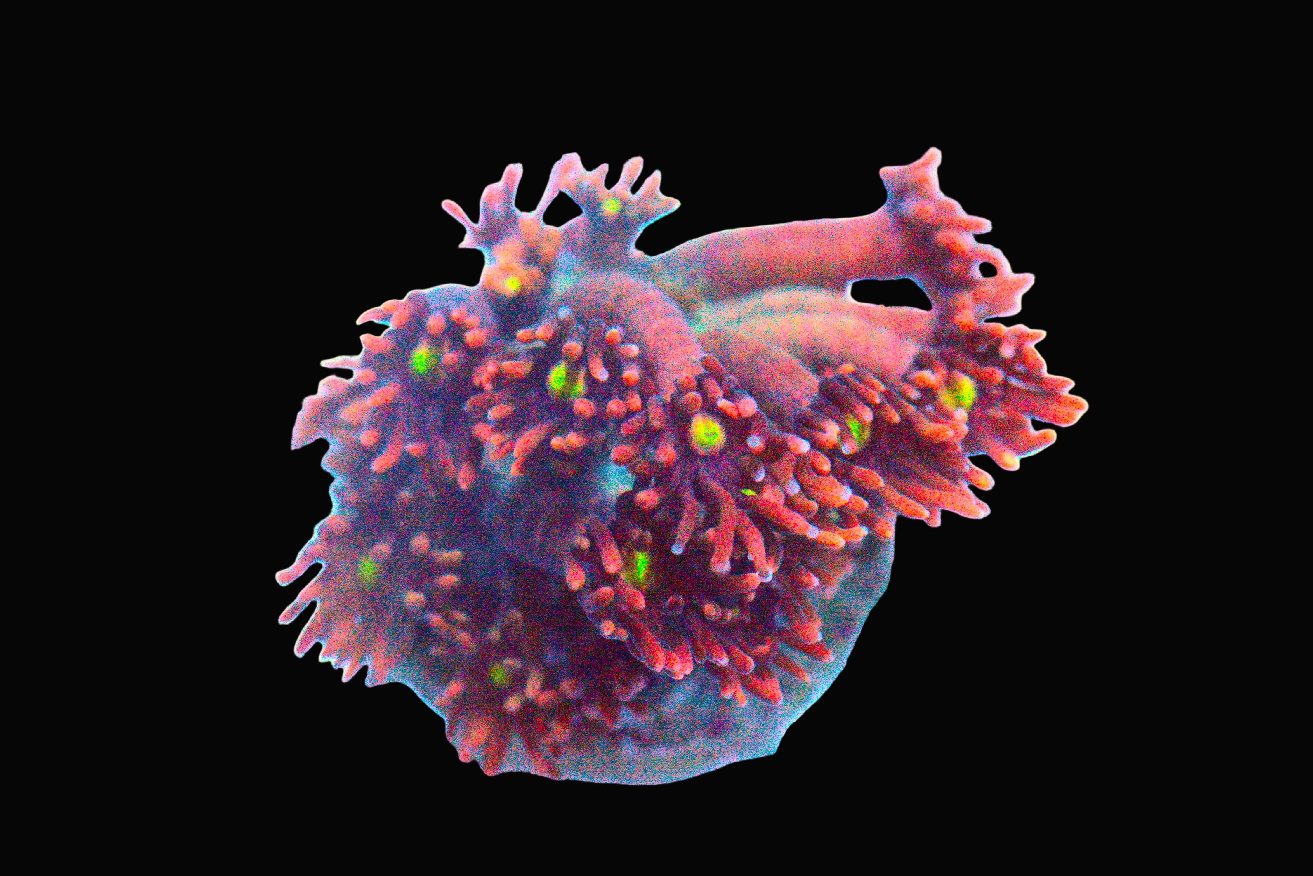 Ultra Red Goniopora Coral - WYSIWYG!