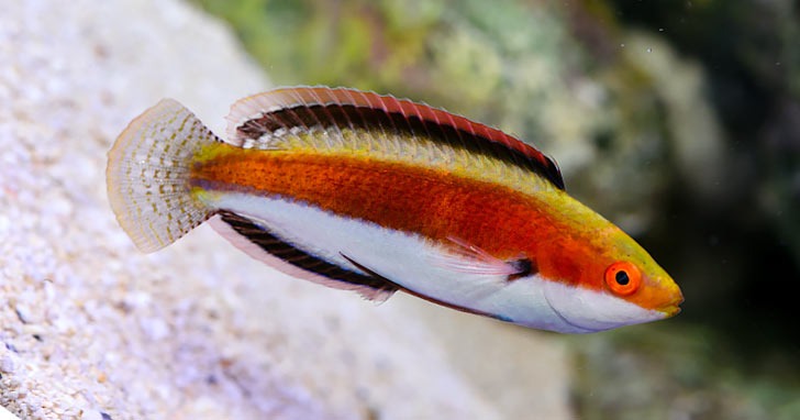 Katherine's Fairy Wrasse Male
