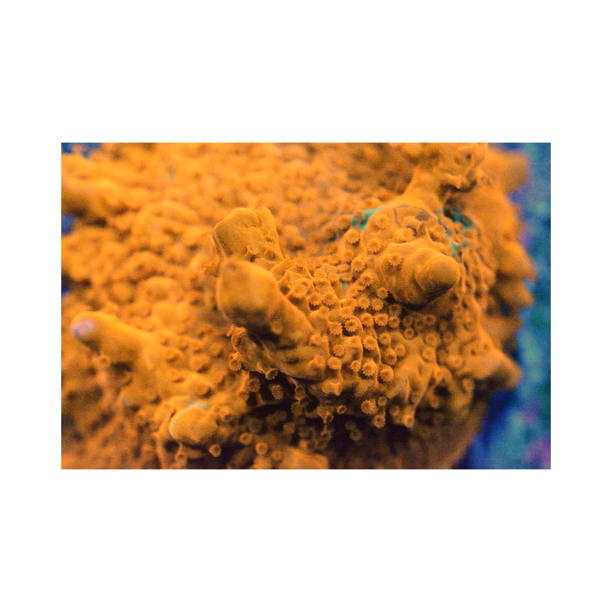 Montipora Setosa - Frag