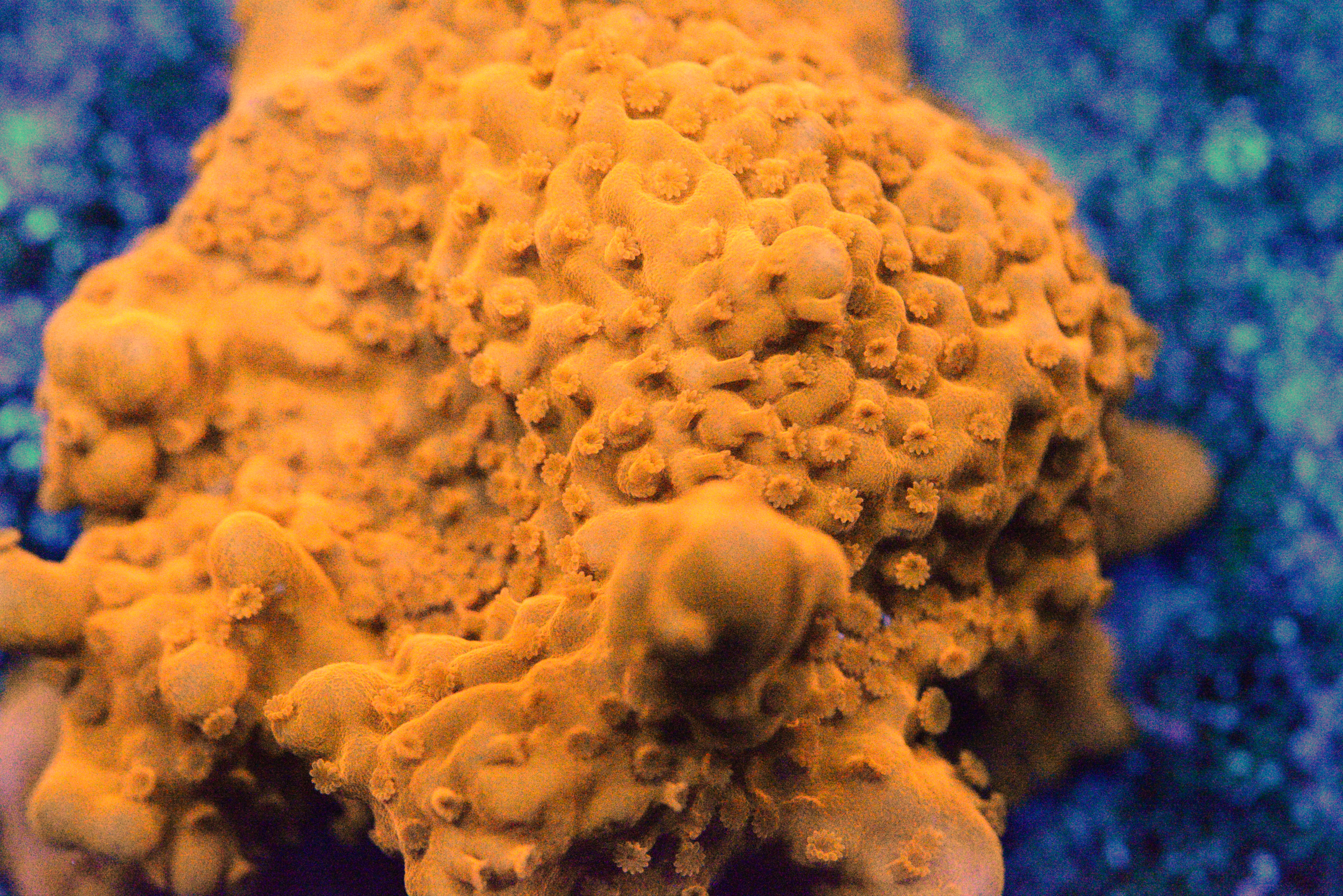 Montipora Setosa - Frag