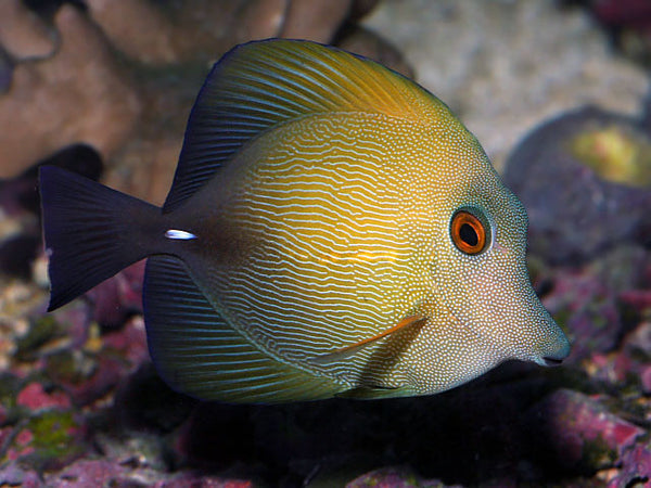 Scopas Tang