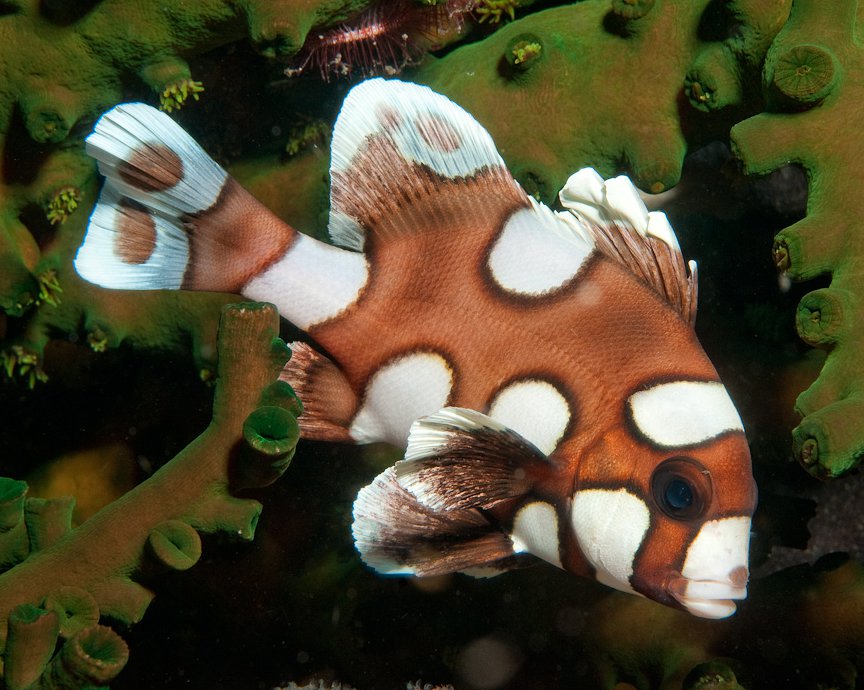 Harlequin Spotted sweetlips