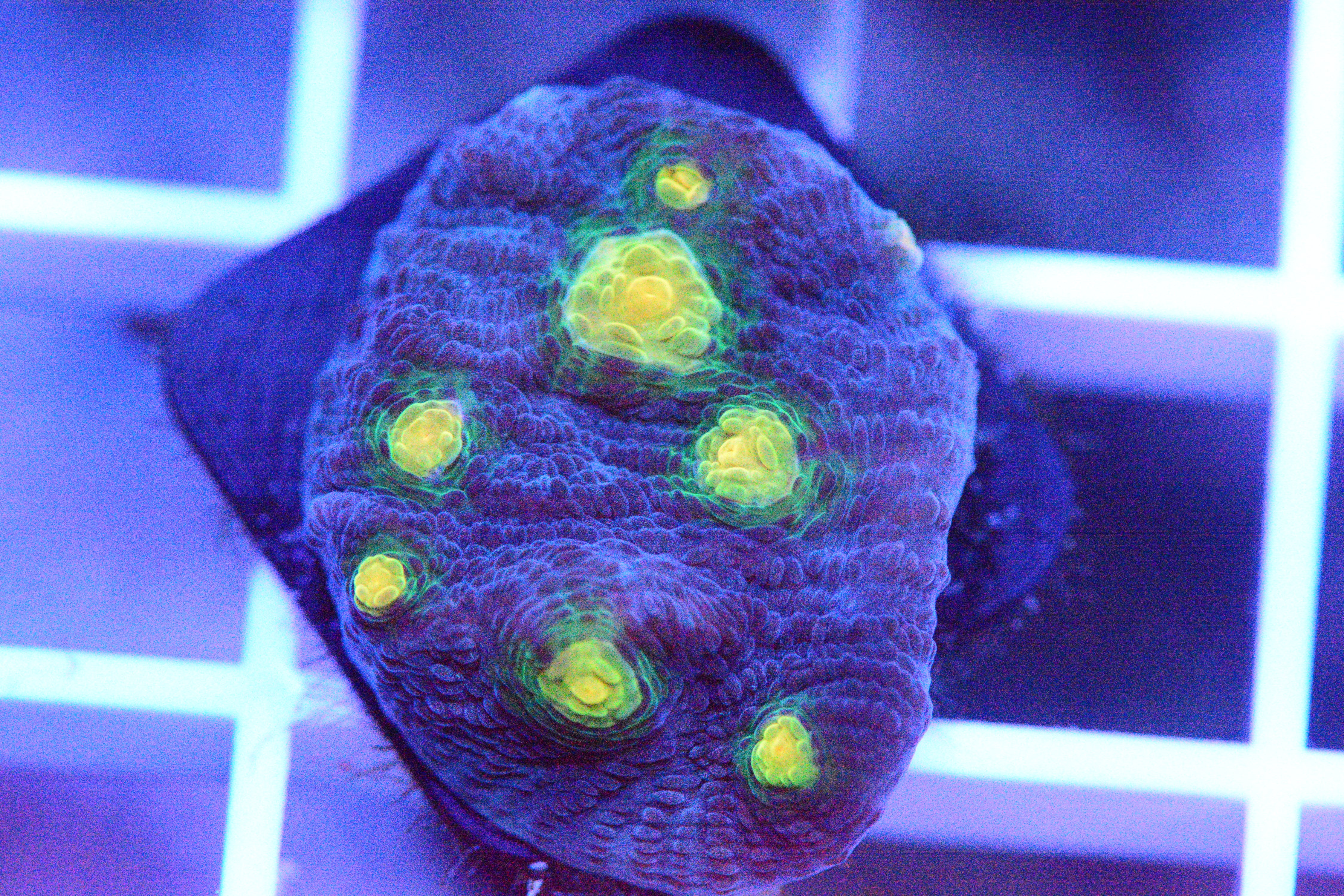 Starry Night Chalice Coral - WYSIWYG!