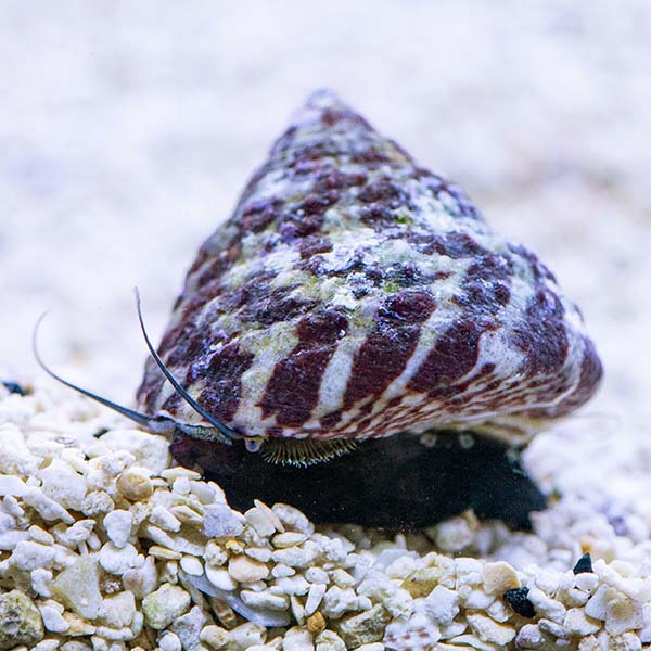 Trochus snail