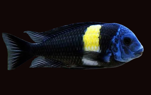 Tropheus Duboisi
