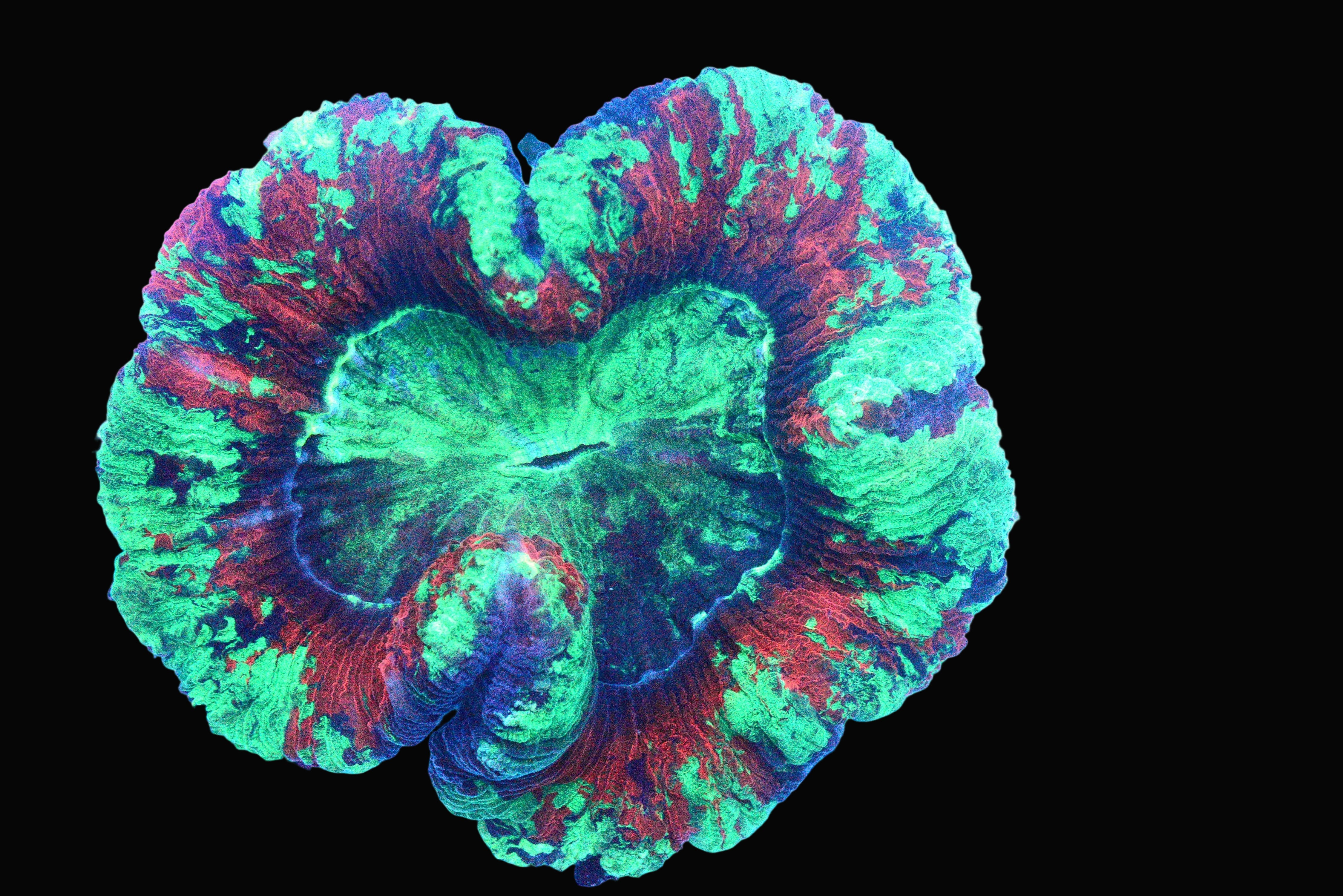 Ultra Welso - WYSIWYG!