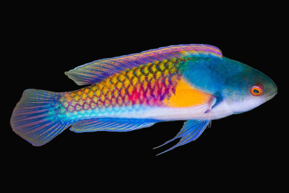 Yellow Flanked Fairy Wrasse