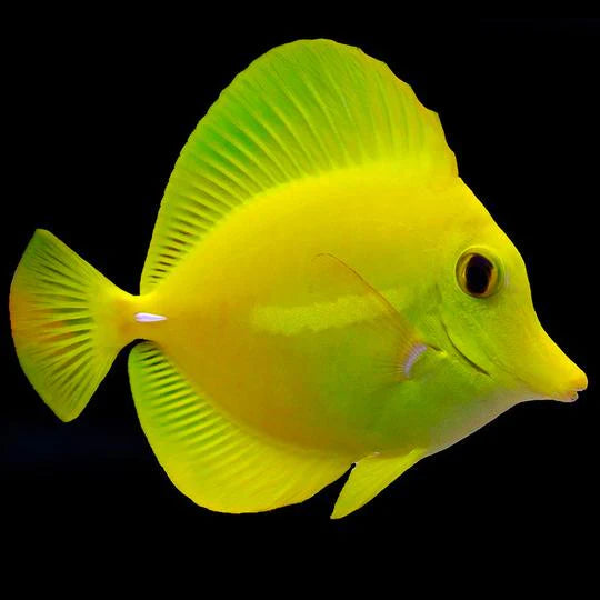 Yellow Tang: Captive Bred