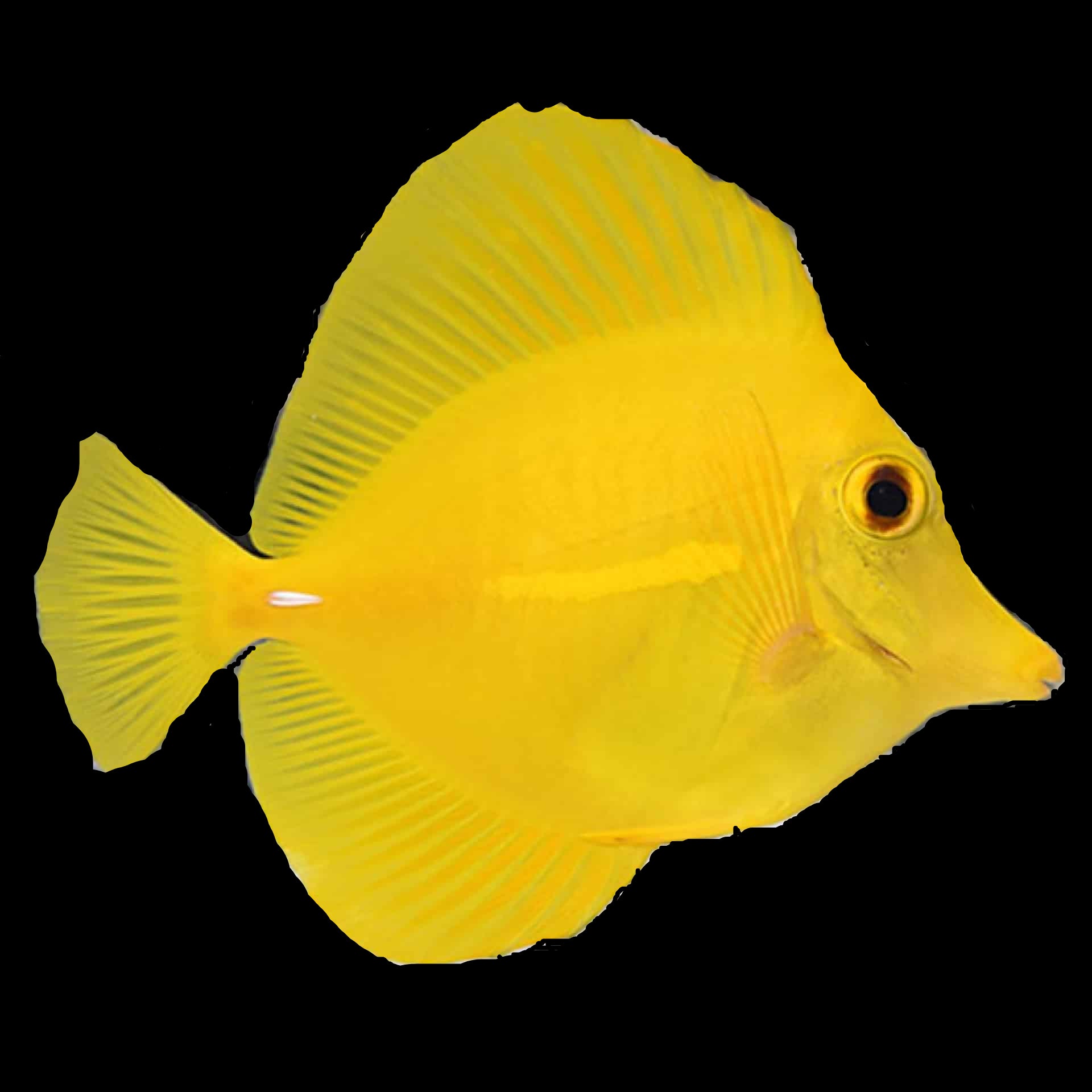 Yellow Tang: Captive Bred