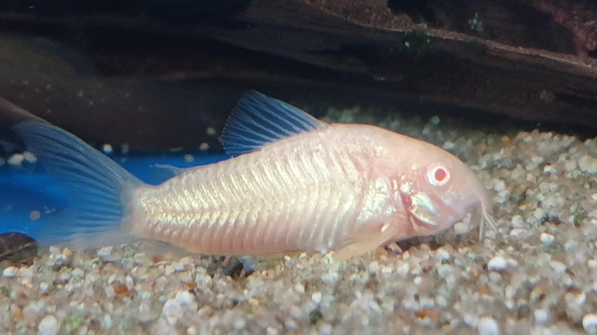 Cory Albino Aeneus