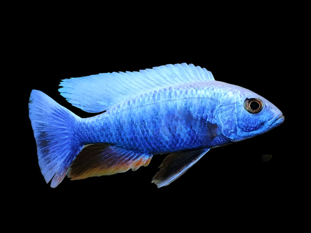 Electric Blue Ahli Cichlid