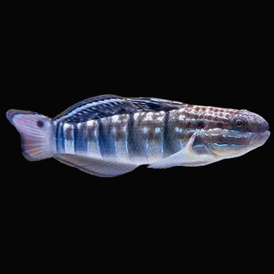 Sleeper Banded Goby - Captive Bred