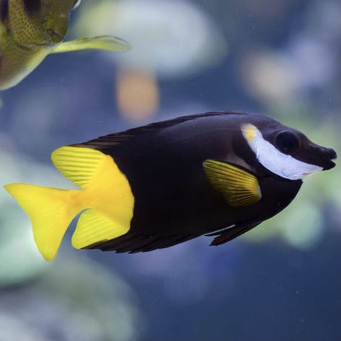 Bicolor Foxface (FIJI)