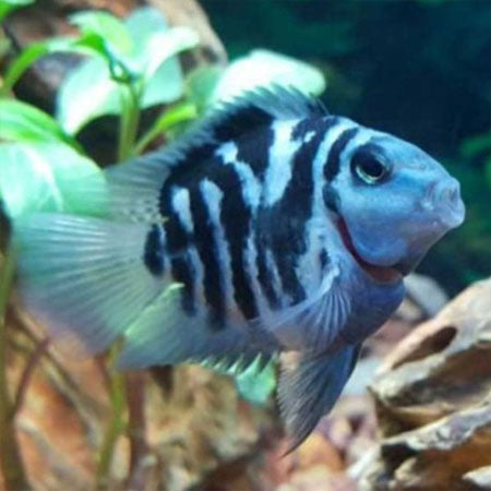 Polar Blue Convict