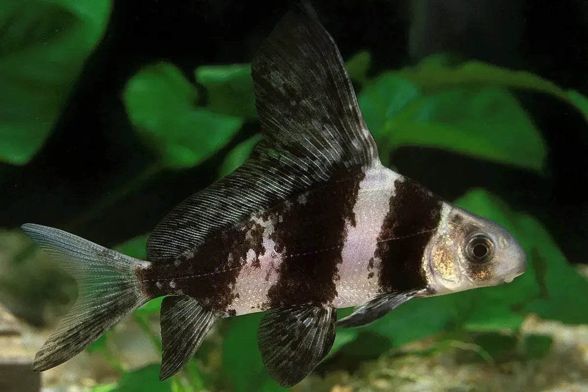 Chinese Highfin Shark