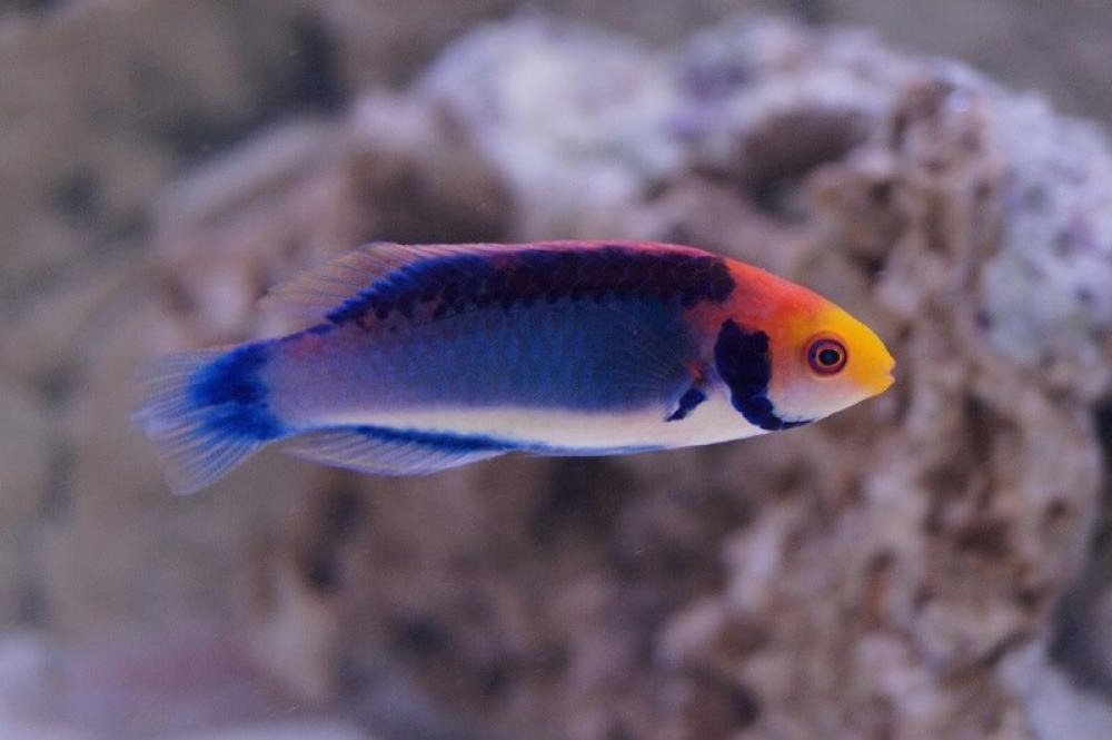 Clown Wrasse