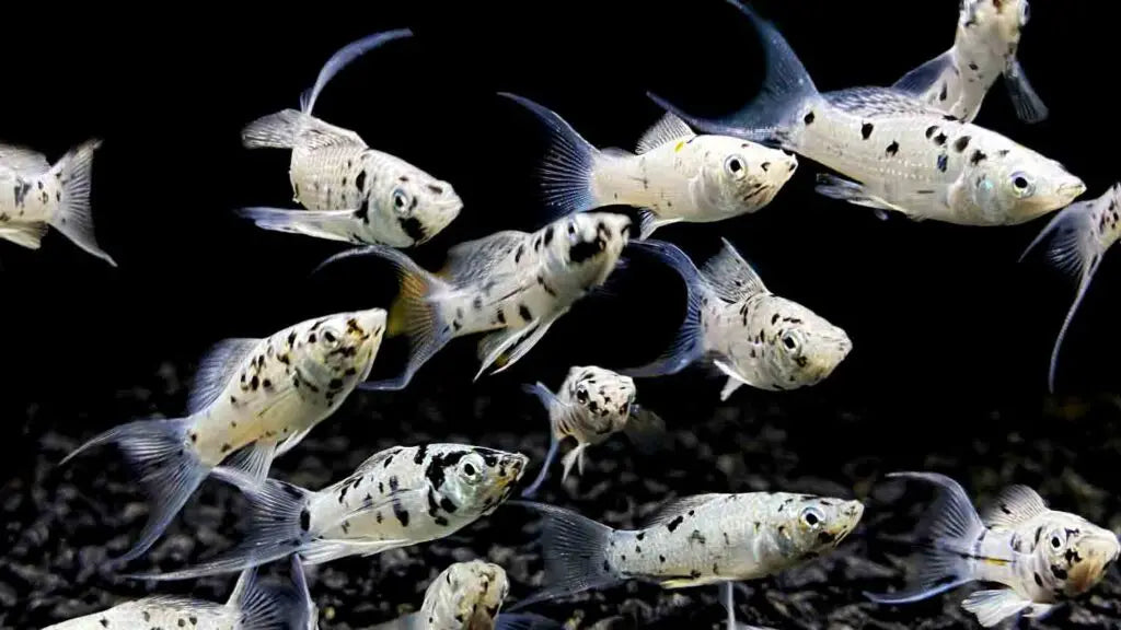 Dalmation Lyretail Molly
