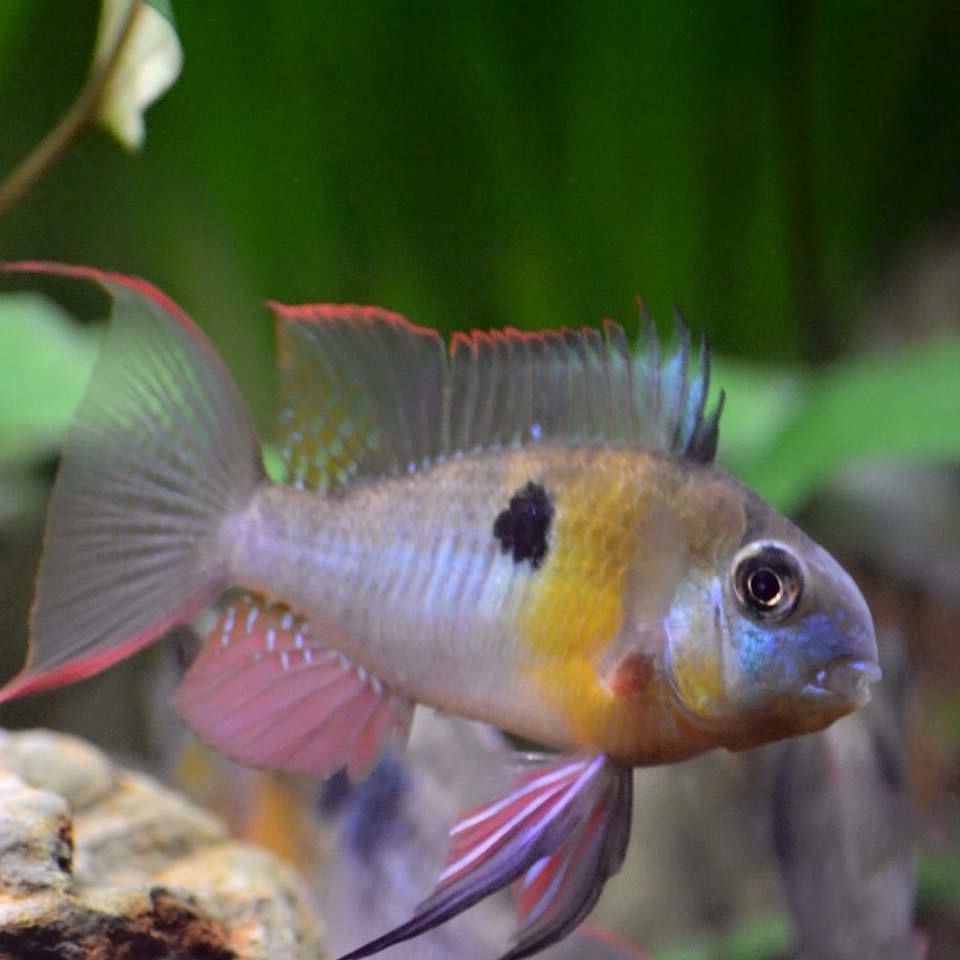 Bolivian Ram