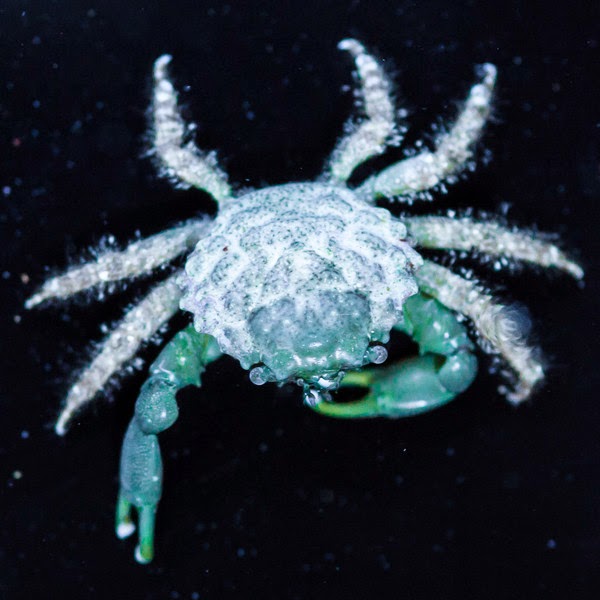 Emerald Crab