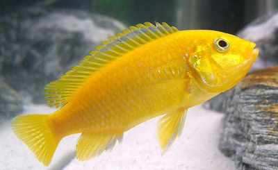 Electric Yellow cichlid