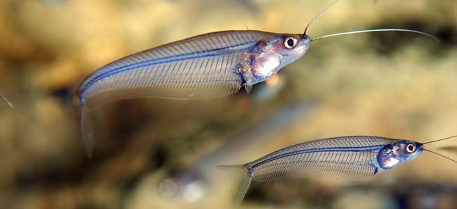 Glass Catfish