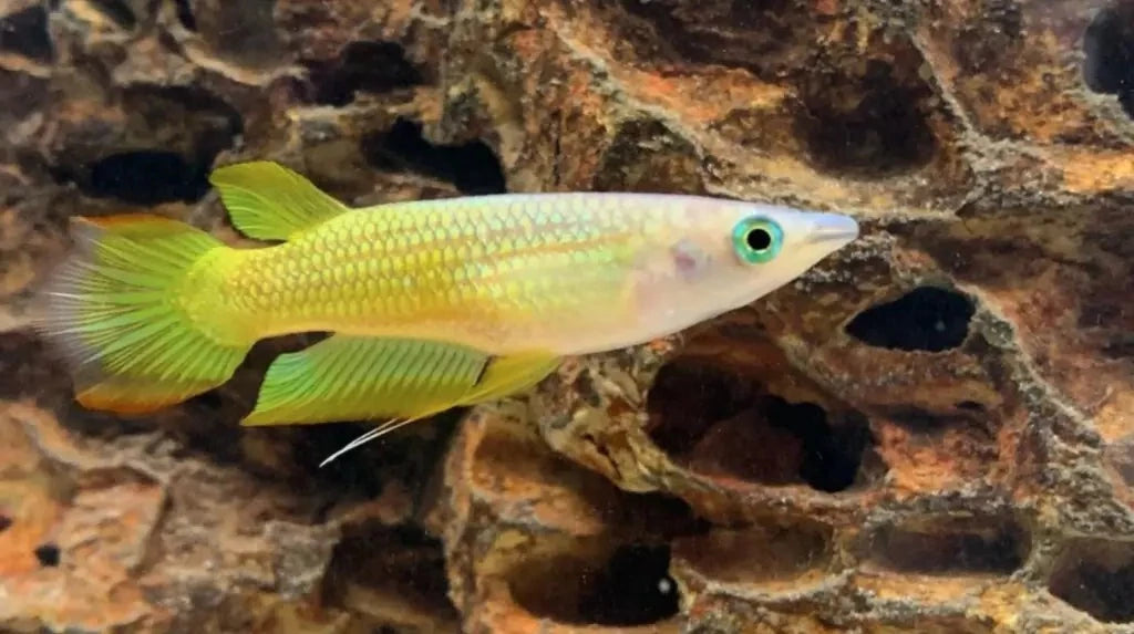 Golden Wonder Killifish