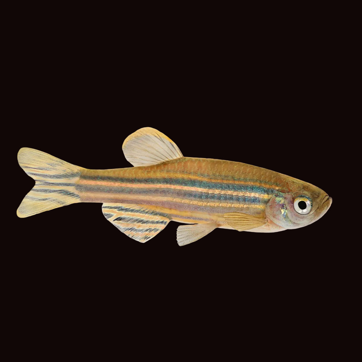 Gold Zebra Danio