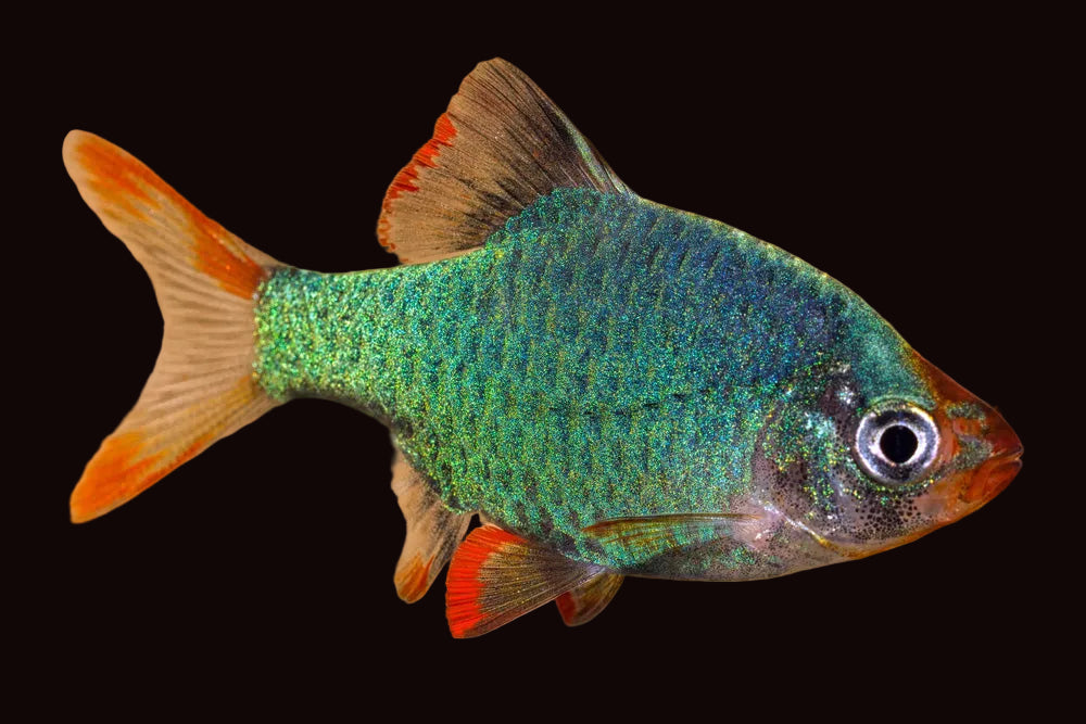 Tiger Barb Platinum Green