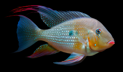 Threadfin Geophagus