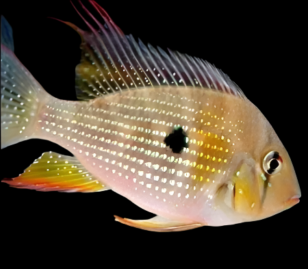 Threadfin Geophagus