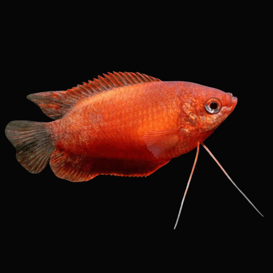 Honey Red Dwarf Gouramis