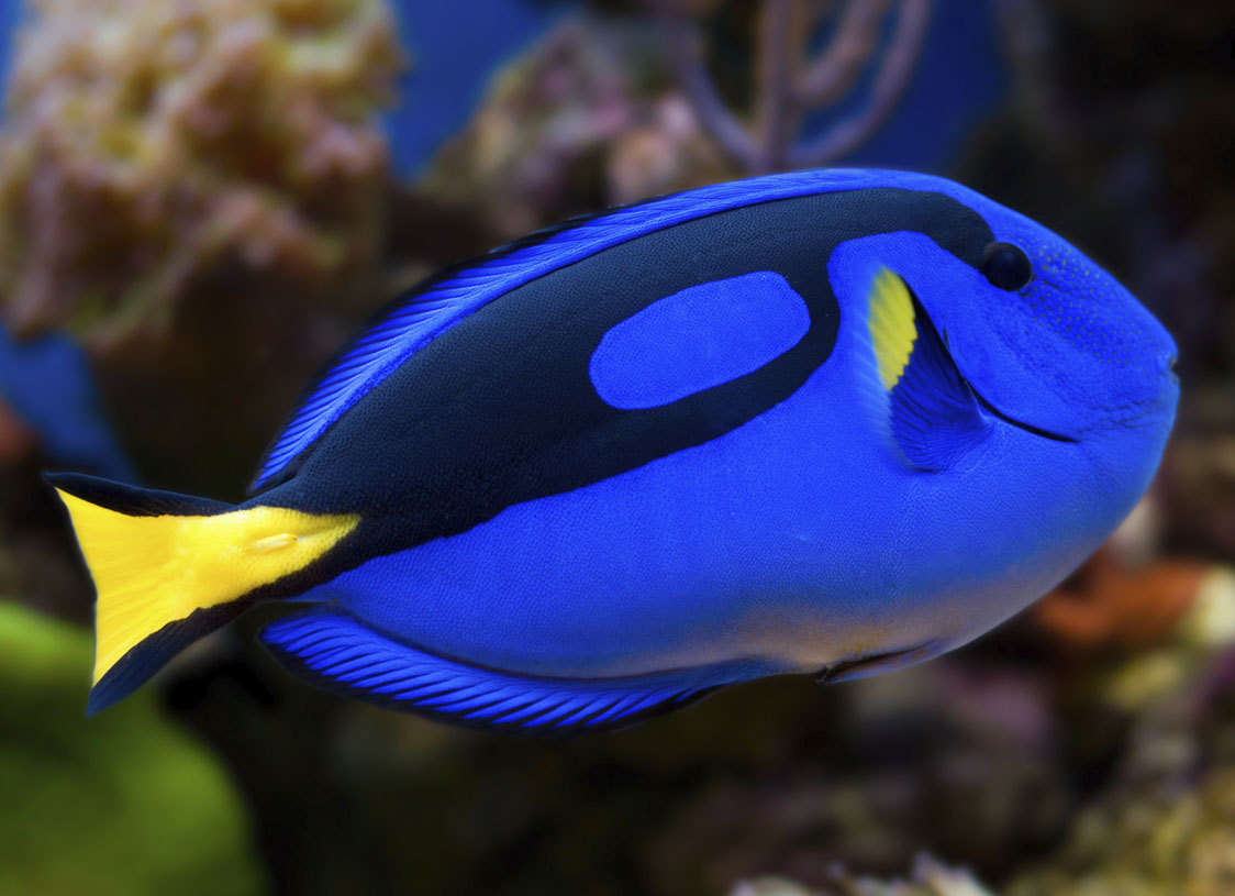 Blue Hippo ( Regal ) Tang