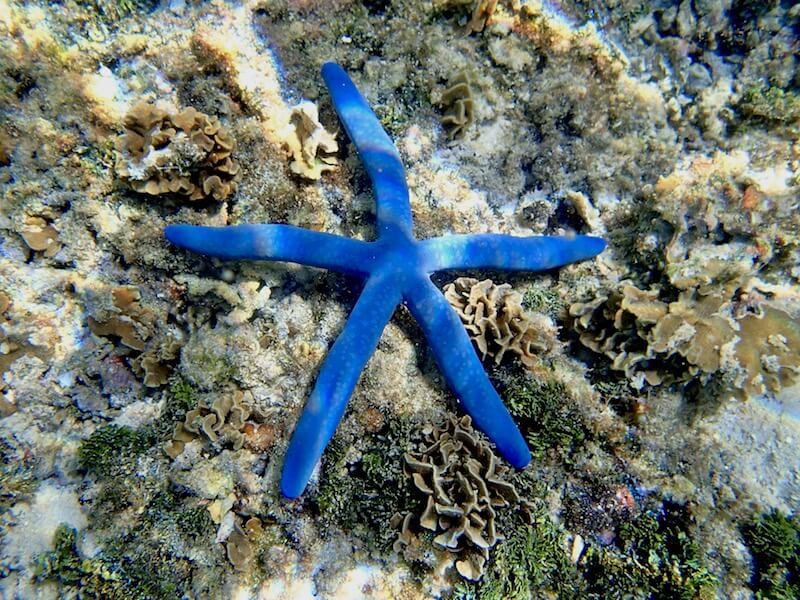 Blue Linkia Starfish