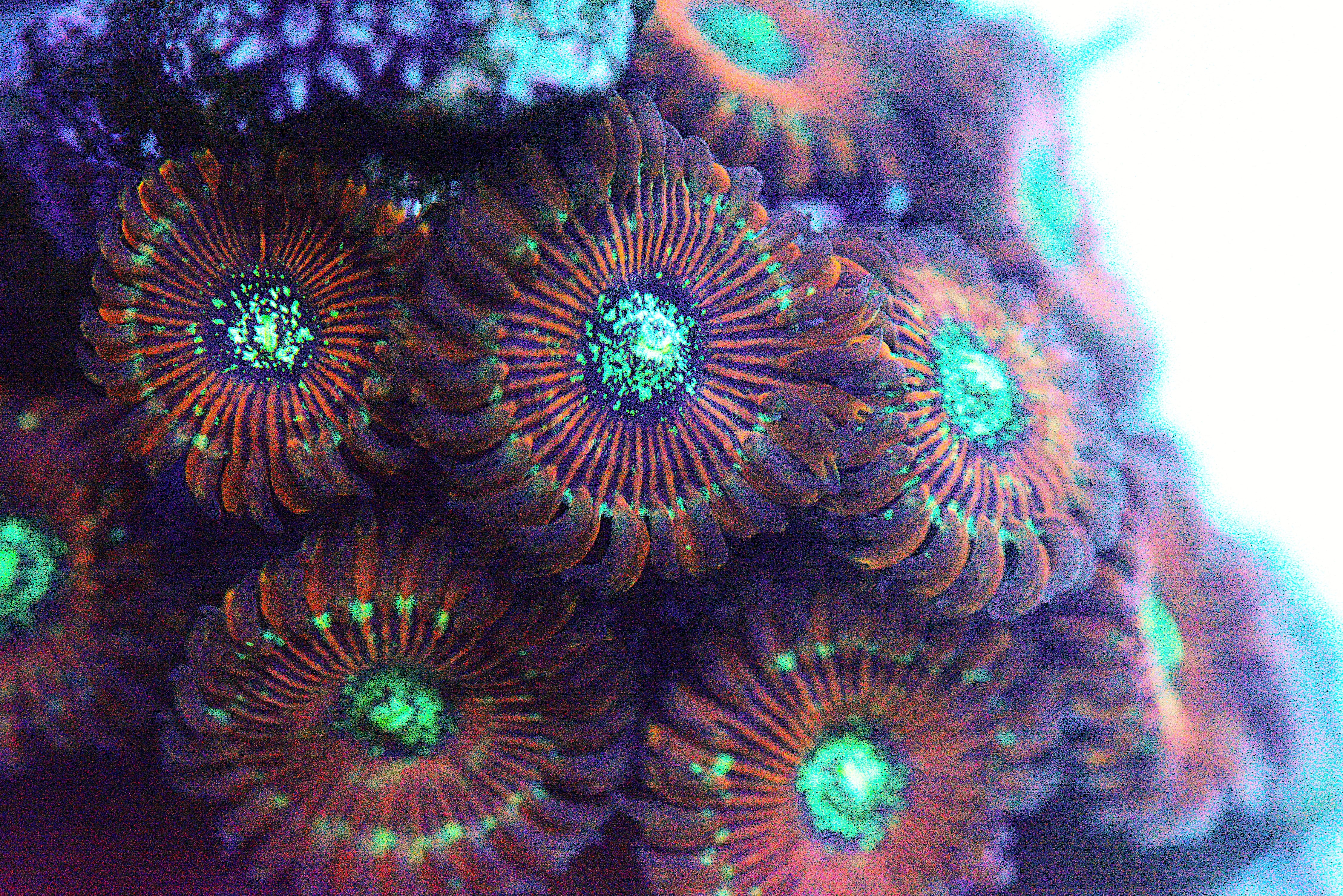Zoa - Magician Paly