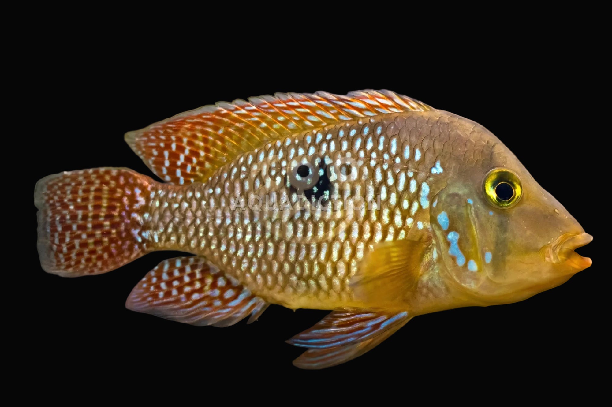 Pearl Geophagus