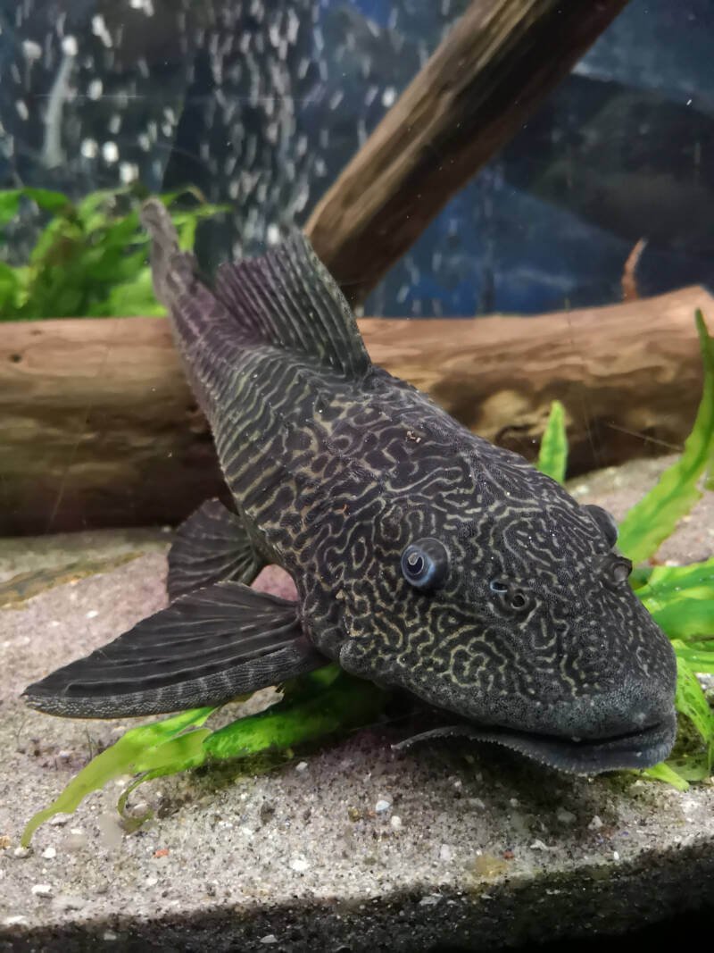 Plecostomus FL.