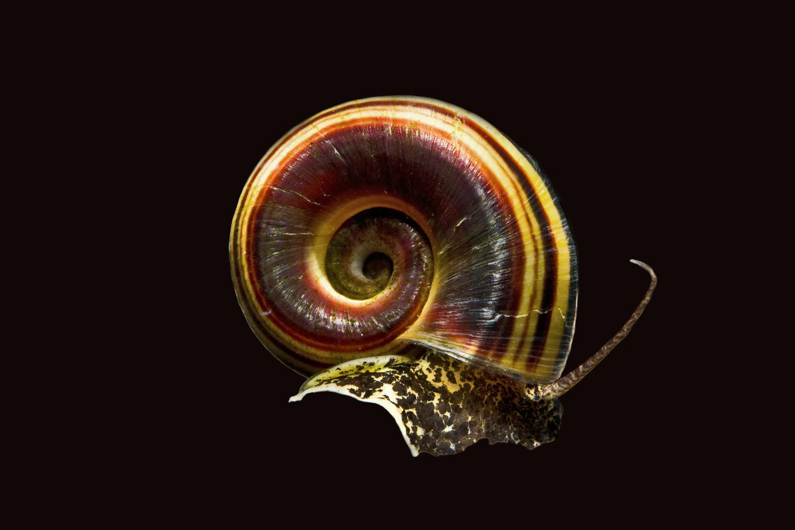 Giant Ramshorn Snail