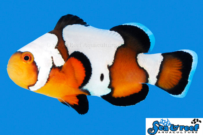 Black Ice Clown